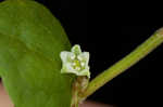 Climbing false buckwheat